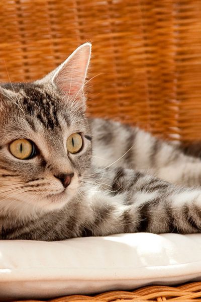 El espacio adecuado de un gato